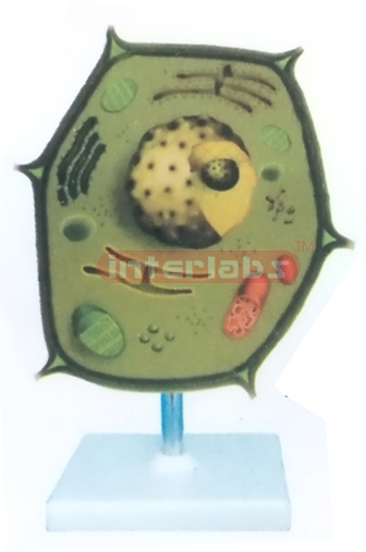 PLANT CELL MODEL WITH BASE